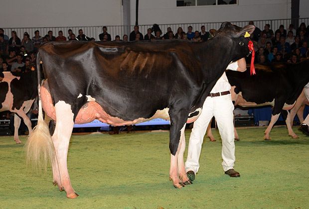 Swiss Expo Holstein B&W Results